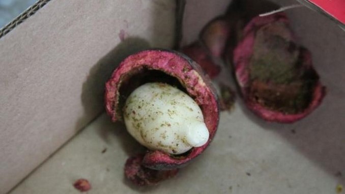 Camuflados en mangostinos pretendían enviar 33 kilos de cocaína a Hong Kong