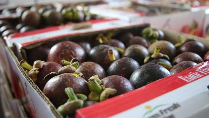 Camuflados en mangostinos pretendían enviar 33 kilos de cocaína a Hong Kong