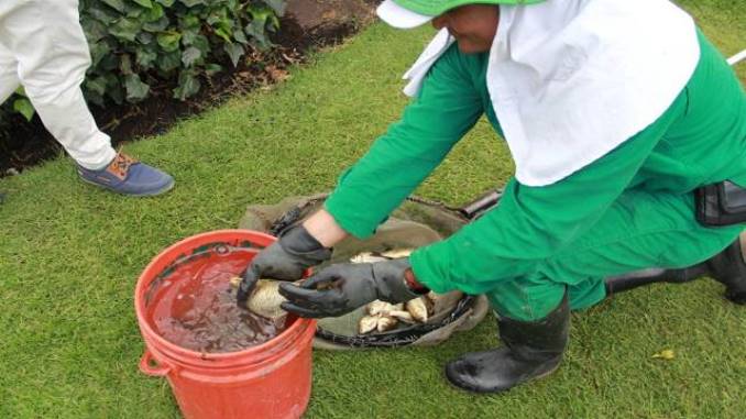Altas temperaturas y poca oxigenación, las causas de la muerte de peces en el Parque de los Novios