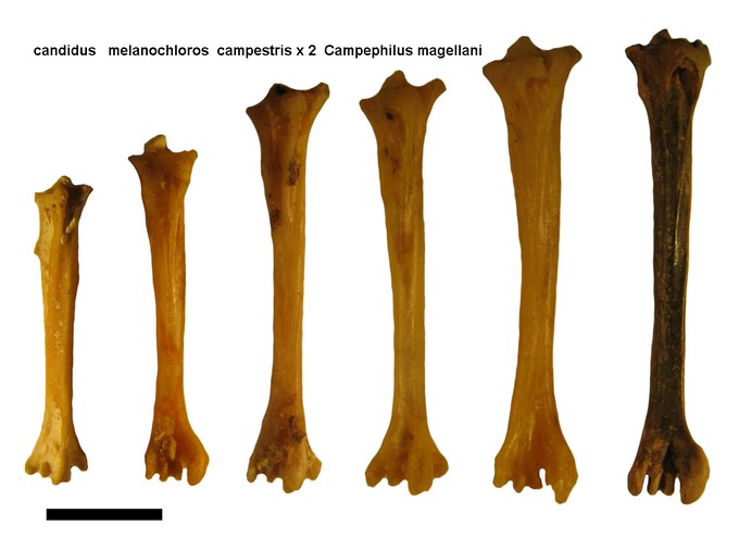 Imágenes de los fósiles son las que salieron en la revista científica Neotropical Ornithology.