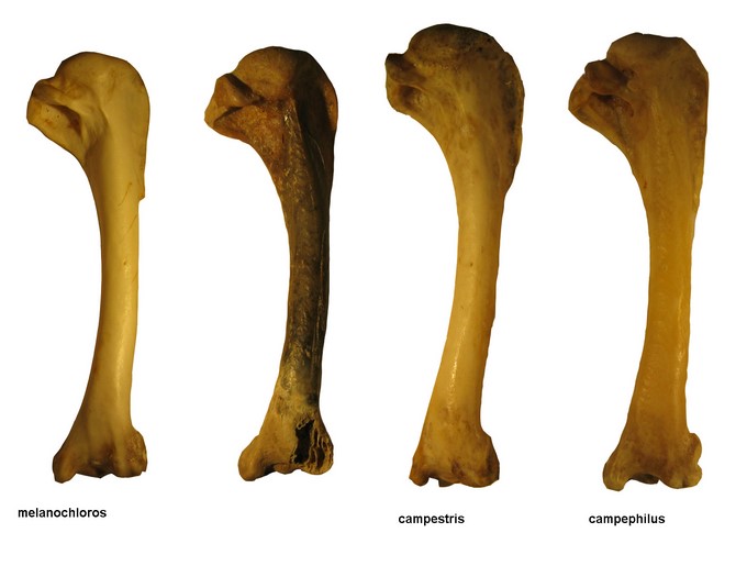 Imágenes de los fósiles son las que salieron en la revista científica Neotropical Ornithology.