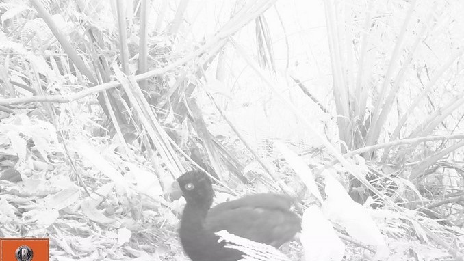 Captan un paujil de pico azul en el Oriente antioqueño, especie en riesgo crítico de extinción