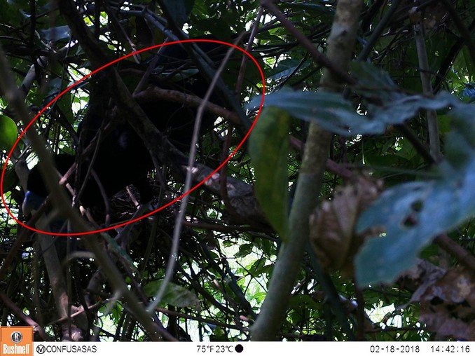 Captan un paujil de pico azul en el Oriente antioqueño, especie en riesgo crítico de extinción