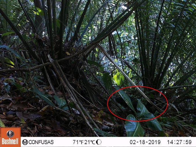 Captan un paujil de pico azul en el Oriente antioqueño, especie en riesgo crítico de extinción