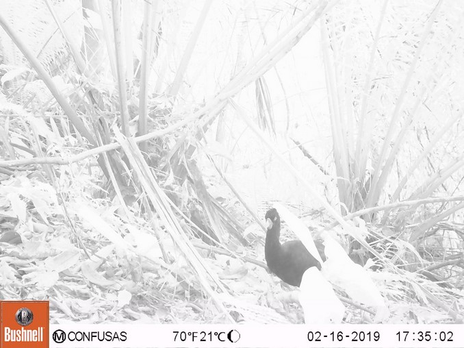 Captan un paujil de pico azul en el Oriente antioqueño, especie en riesgo crítico de extinción