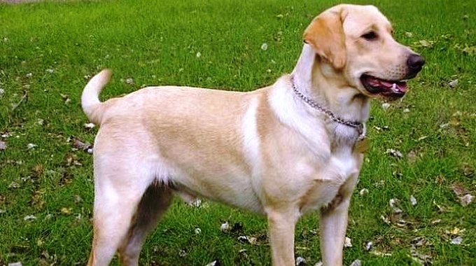 Captura tomada de Mascotalium