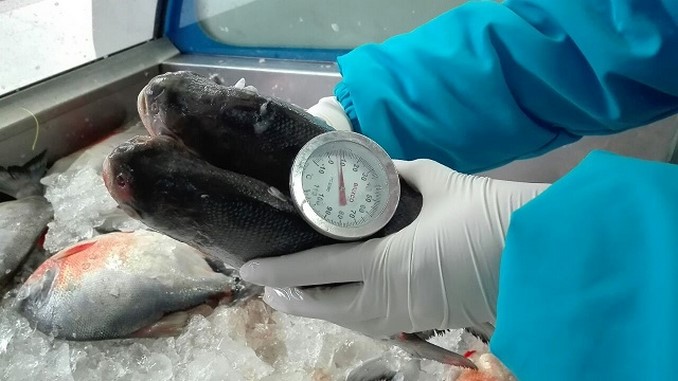 Autoridades inspeccionarán más de 800 expendios y depósitos de pescados en Bogotá
