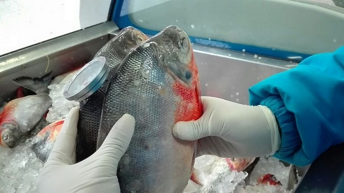 Autoridades inspeccionarán más de 800 expendios y depósitos de pescados en Bogotá