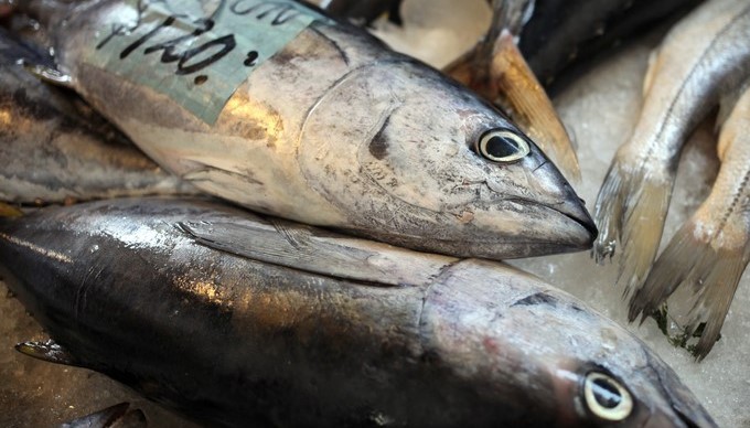 Vista de varios pescados en un mercado hoy, jueves 8 de marzo de 2018, de Ciudad de México (México). Mitigar la sobreexplotación de los océanos requiere reducir los subsidios que los diferentes Gobiernos otorgan a las pesquerías, algo que fomenta la competencia irregular y la sobrepesca, contó a Efe Maximiliano Bello, oficial principal de una destacada ONG dedicada a la mejora de políticas públicas. EFE