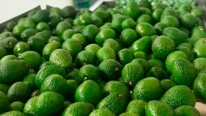 Viaja a Holanda el primer cargamento de aguacate Hass del Putumayo