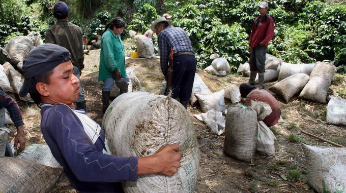 La producción de café en Colombia cae un 6 por ciento en el primer trimestre de este año