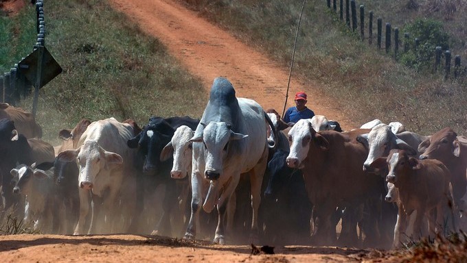 Detectan nuevo foco de fiebre aftosa en el país