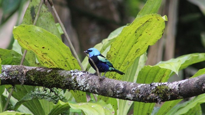 Antioquia se unirá al día mundial para la observación de aves