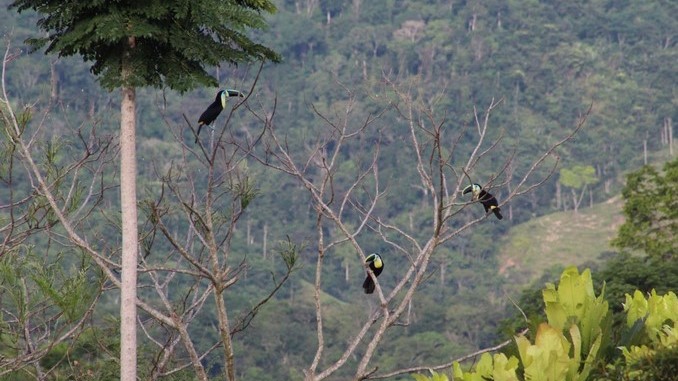 Antioquia se unirá al día mundial para la observación de aves