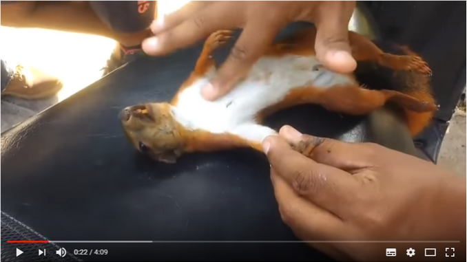 Video-Ardilla-2