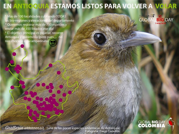 Antioquia se unirá al día mundial para la observación de aves