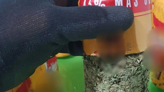 FOTOS: En latas de cerveza, así iban camuflados 15 kilos de marihuana 4 En latas de cerveza, así iban camuflados 15 kilos de marihuana en el Valle del Cauca