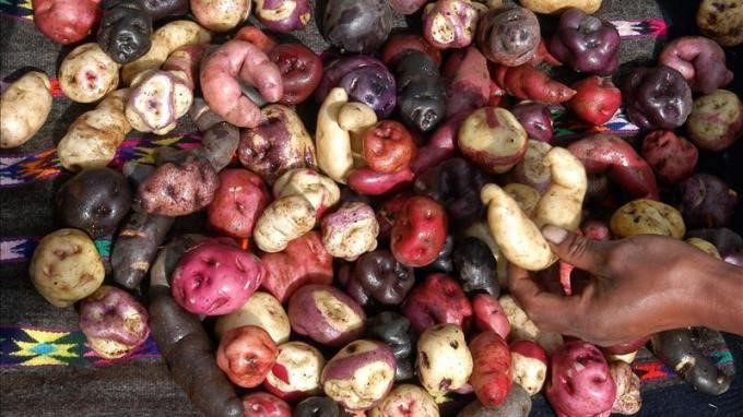 Colombia se está llenando de papa importada