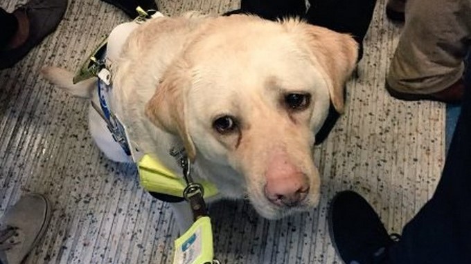 Captura tomada de Twitter: @Kika_GuideDog