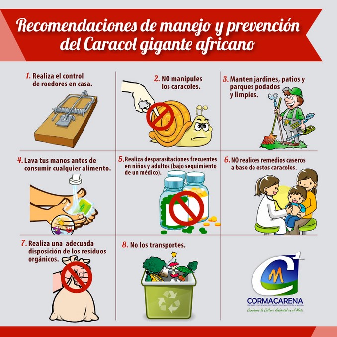 Por temporada de lluvias crece la presencia del caracol gigante africano. Tenga en cuenta estas recomendaciones
