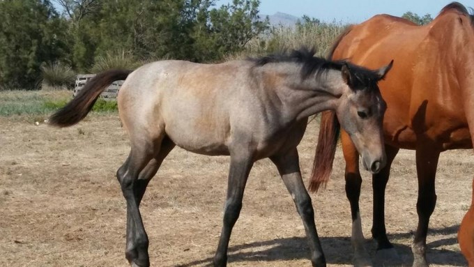 ¡Insólito! Lo pillaron haciéndole ‘visita conyugal’ a dos yeguas en un establo