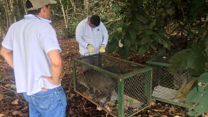En su parque principal, Envigado celebra ser declarada Área Libre de Fauna Silvestre en Cautiverio 5 Tres zainos y un venado fueron liberados en el Meta