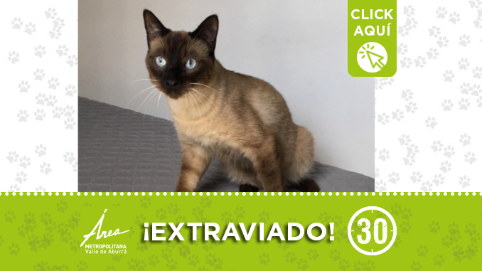 Ayudemos a encontrar a este gatico, ¡comparte!