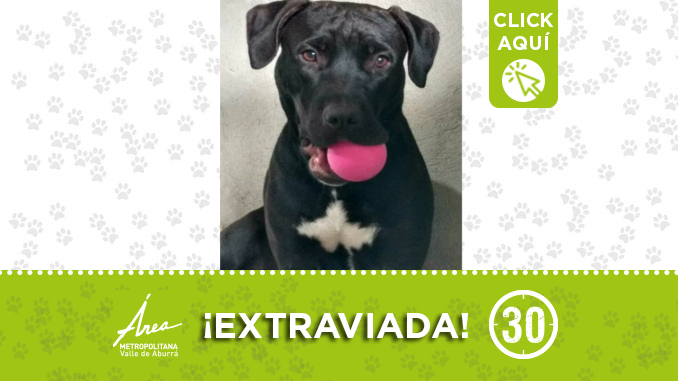 ¿Ha visto a esta perrita? Ayudemos a encontrarla, ¡difunde!