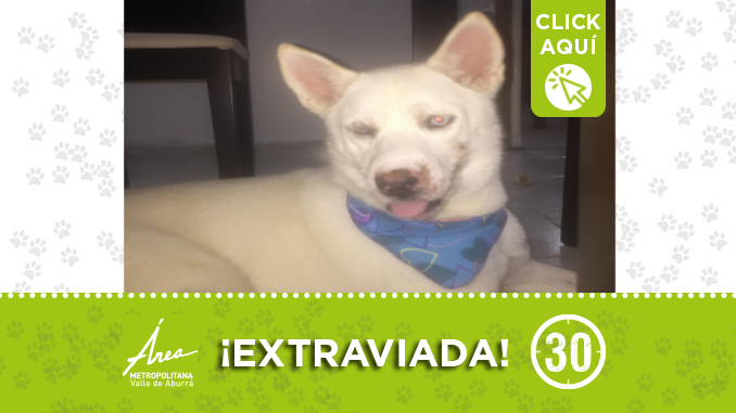 A esta peludita se la encontraron en  Santa Mónica, ¿la reconoce?