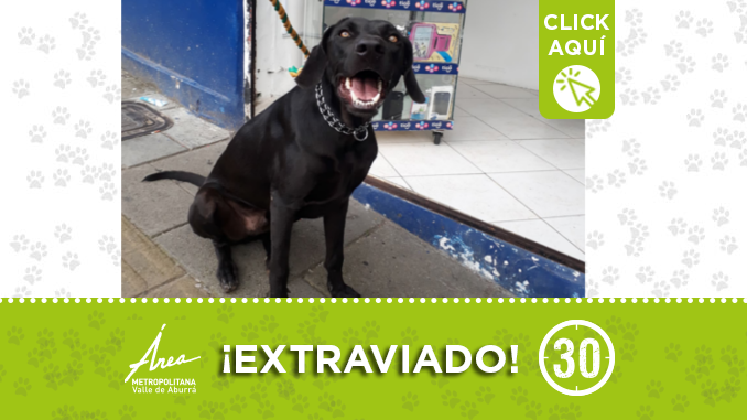 Este peludito está deambulando en La 45, ¿lo reconoce?