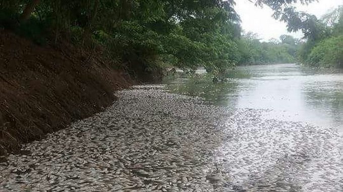 En Nechí hay alerta por alta mortalidad de peces