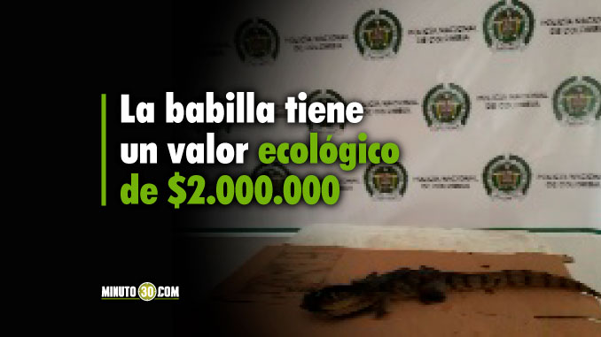 En Urabá fue entregada voluntariamente a las autoridades una babilla que se encontraba en cautiverio