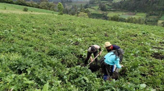 Las exportaciones agrícolas de Colombia a la Unión Europea crecieron un 12,5 % en 2017
