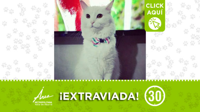 ‘Noa’ fue vista por última vez esta madrugada en el barrio Pedregal de Medellín