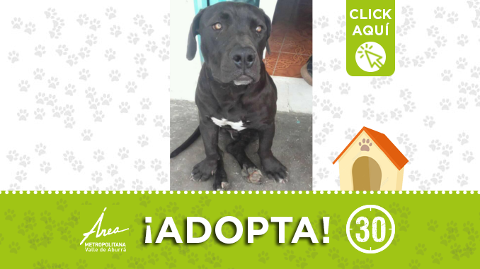 adopta16