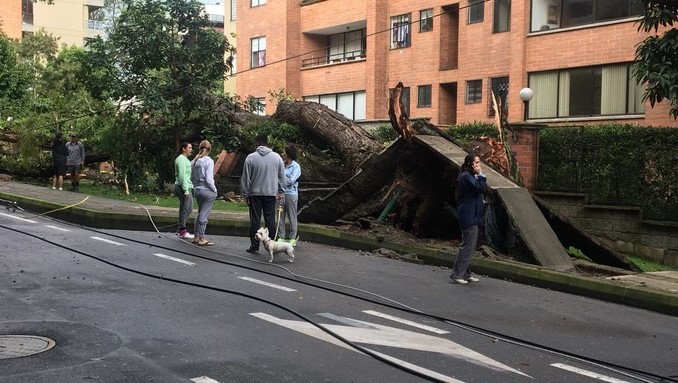 Reportan congestión en la Transversal Superior por caída de árbol y poste