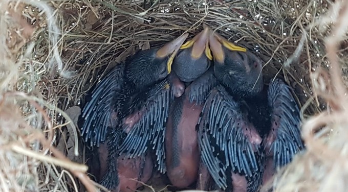 VIDEO: En la contingencia de Ituango también están atendiendo a los animalitos