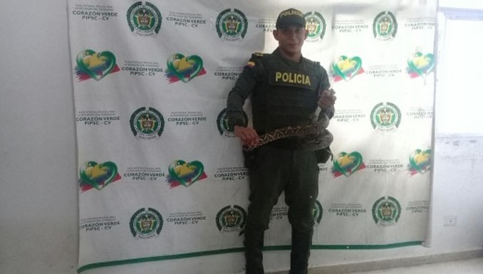 Boa incautada en Turbo