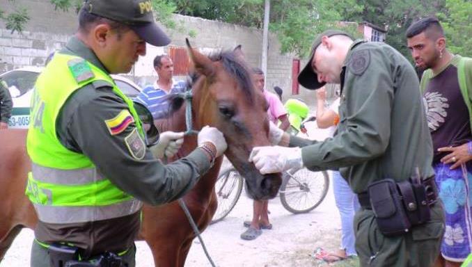 Rescataron a caballo herido que fue abandonado por sus dueños en un lote de Santa Marta