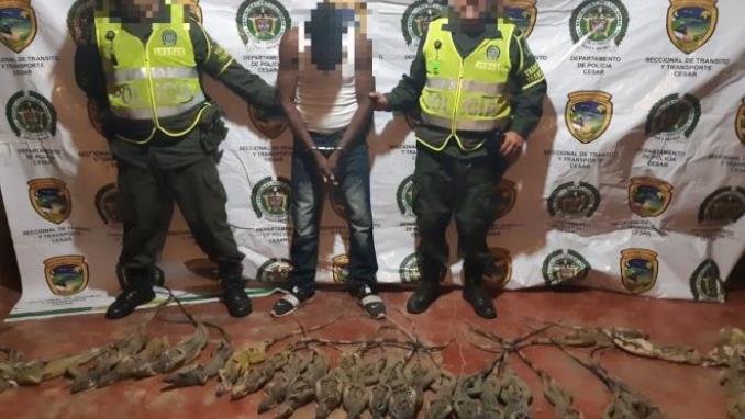Lo capturaron con 25 iguanas que iban a ser sacrificadas para vender su carne