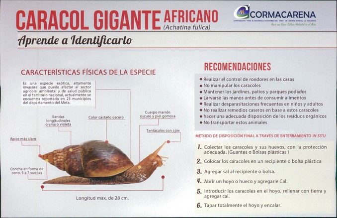 caracol gigante africano
