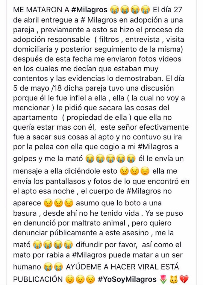El triste final de 'Milagros', la gatica asesinada por su dueño en medio de un ataque de celos