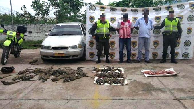 Los capturaron por transportar en un vehículo 63 iguanas en una vía de la Costa Atlántica