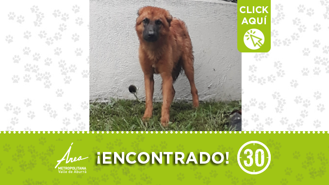 Este perrito está abandonado, busca a sus dueños o un hogar de paso. ¡Difunde!