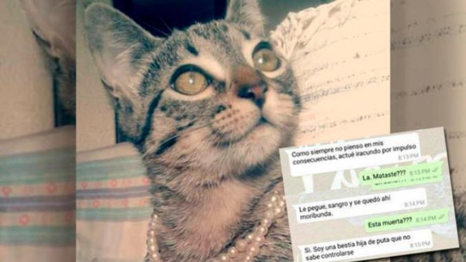 El triste final de 'Milagros', la gatica asesinada por su dueño en medio de un ataque de celos