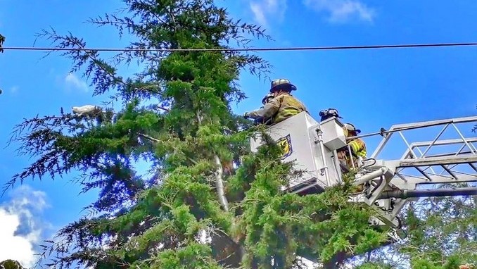 En Bogotá bomberos rescataron a un gatico de un árbol