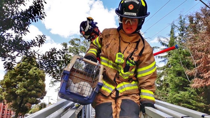 En Bogotá bomberos rescataron a un gatico de un árbol