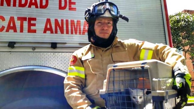 En Bogotá bomberos rescataron a un gatico de un árbol