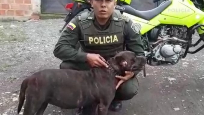 'Luna', la perrita que resultó herida en medio de un hurto en el Huila