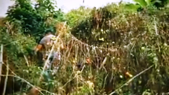 Erradican plantación de marihuana que estaba camuflada en un cultivo de tomate en La Guajira